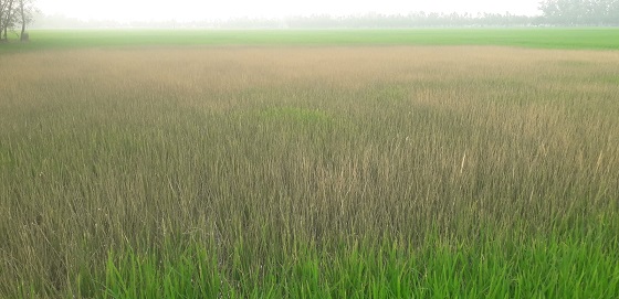 image-here